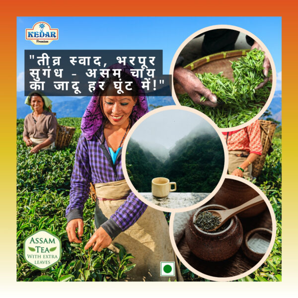 Kedar Strong Tea – Kadak Desi Chai for Daily Use at Home, Rich Taste, Strong Flavour – Office, Hotel & Tea Stall – Wholesale, Bulk Buyers - Image 6